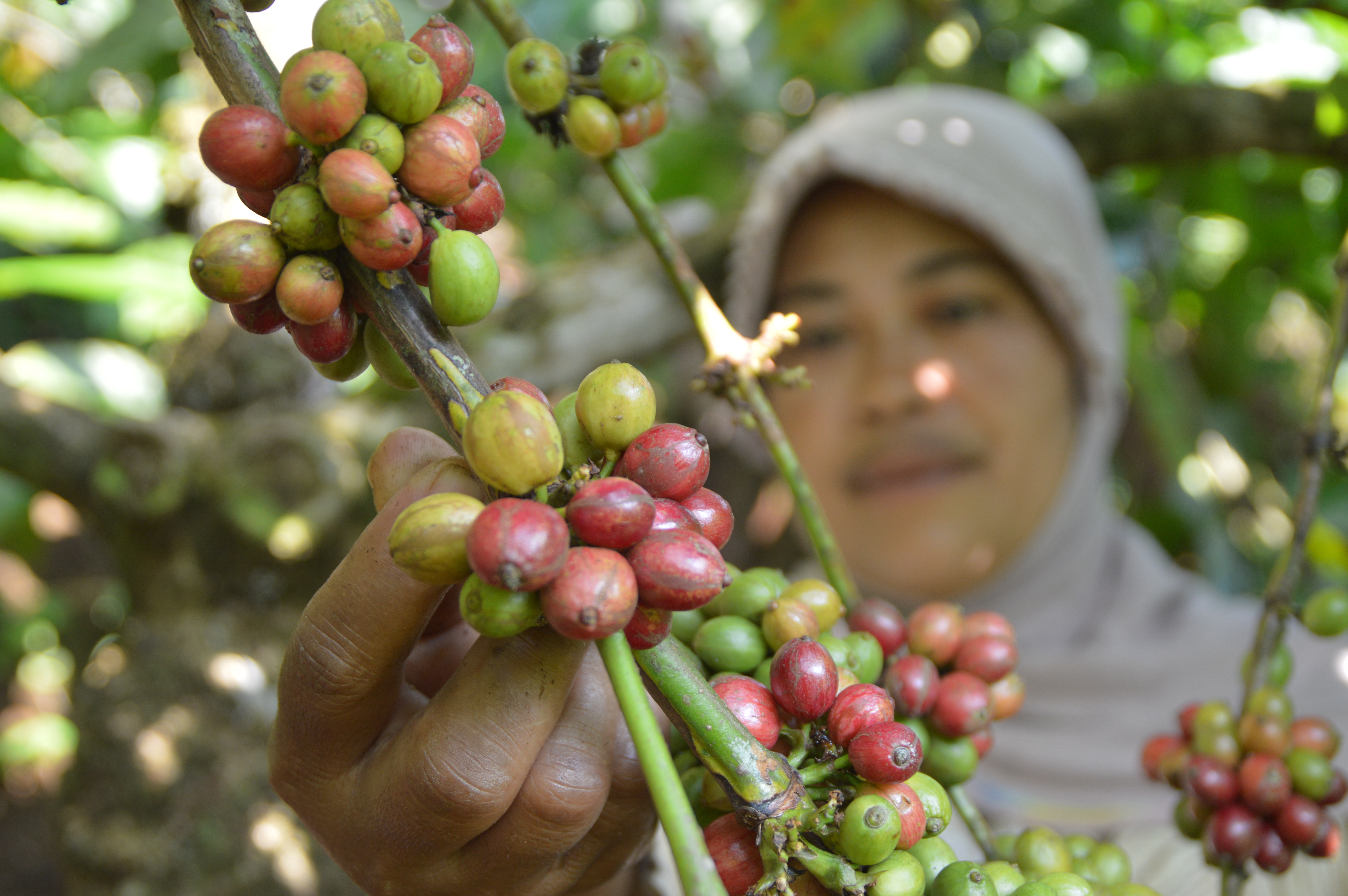 Success Story (Indonesia): Improved Coffee Production – APFP / FO4A / ARISE