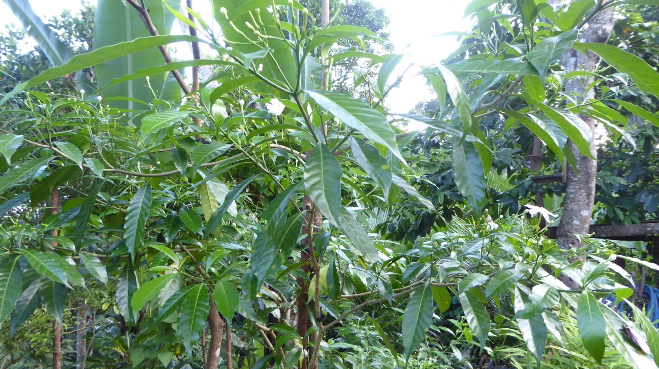 kandyan-home-garden1 – APFP / FO4A / ARISE