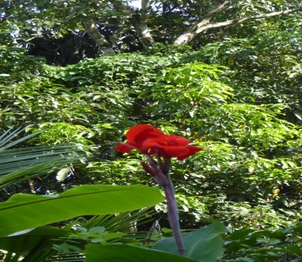 kandyan-home-garden4 – APFP / FO4A / ARISE