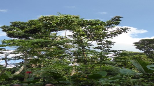kandyan-home-garden5 – APFP / FO4A / ARISE